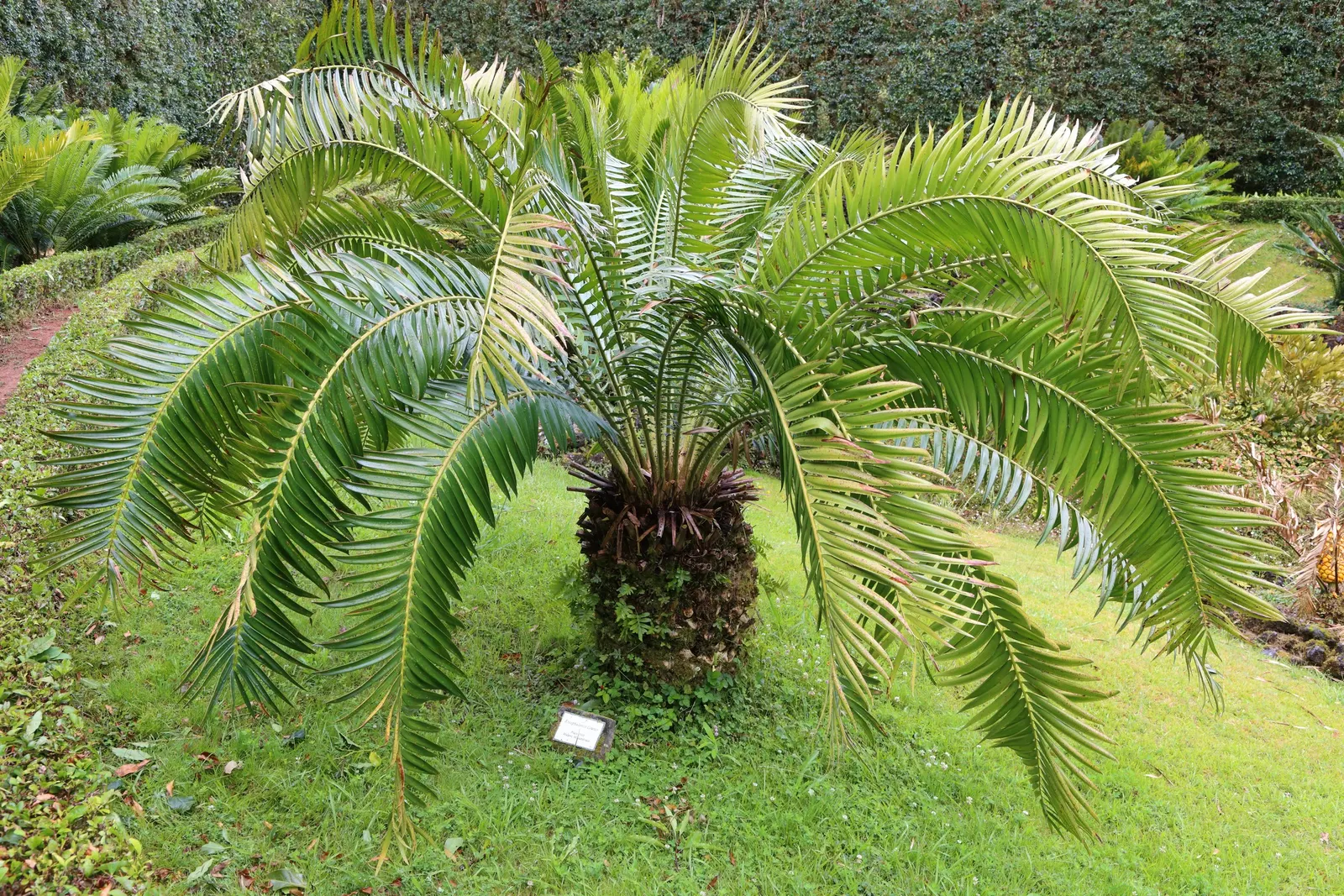 Mulanje Cycad (Encephalartos Gratus) — Originating from the rocky outcrops and ravines of Malawi and Mozambique