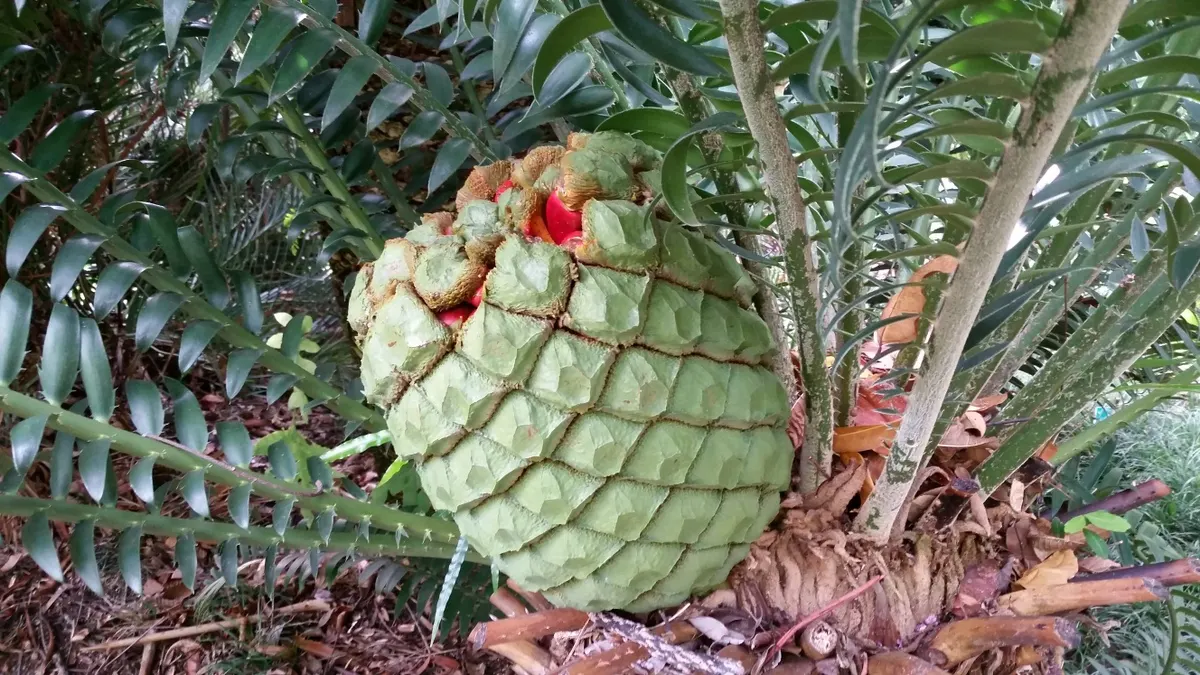 Mulanje Cycad (Encephalartos Gratus) — It requires a sunny to partially shaded location