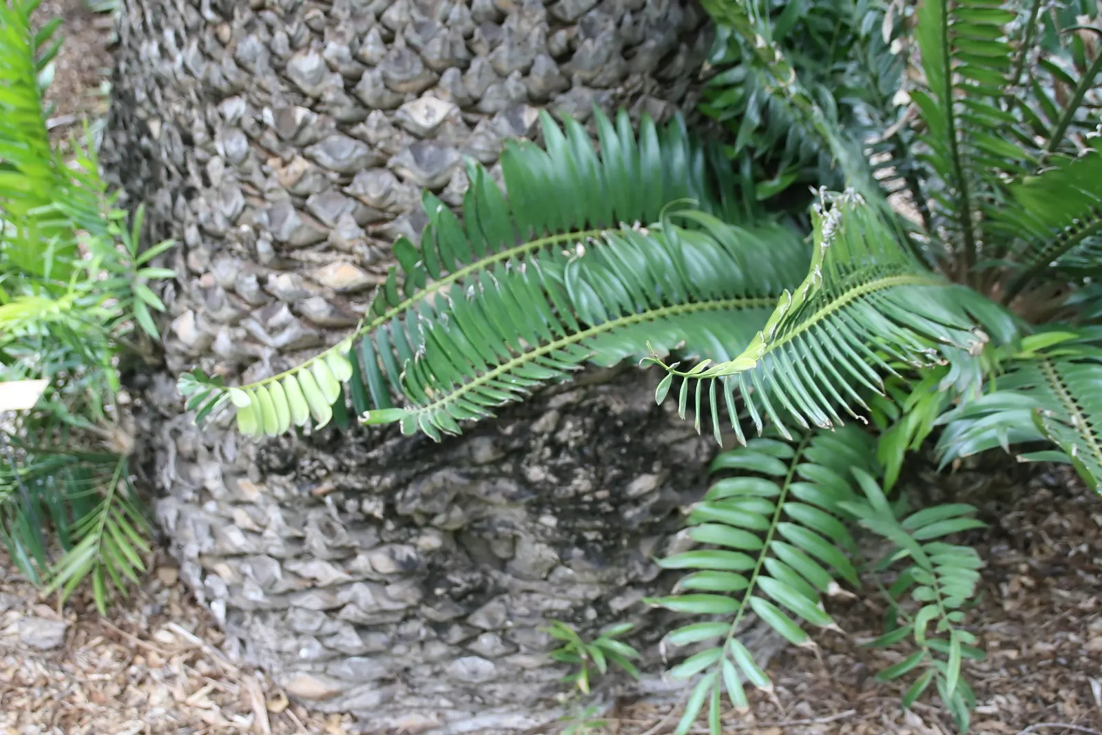 Mulanje Cycad (Encephalartos Gratus) — sandy soils to prevent root rot