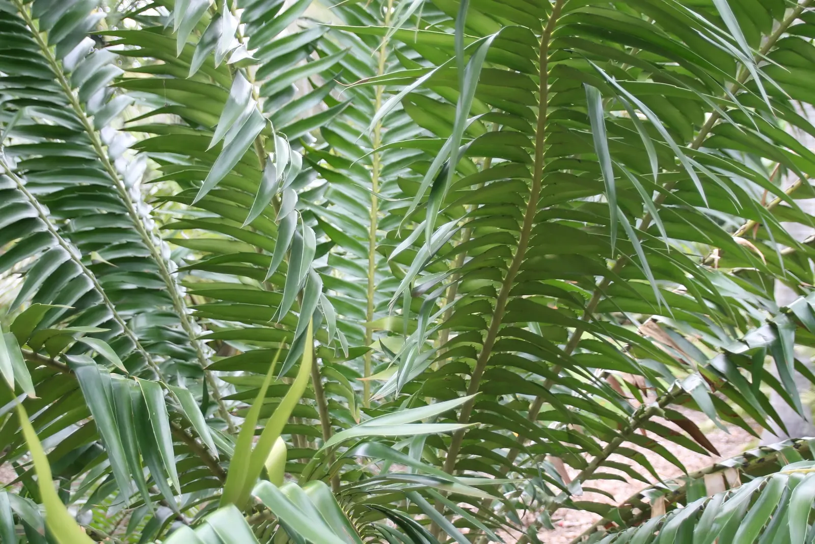 Mulanje Cycad (Encephalartos Gratus) — with the female producing attractive