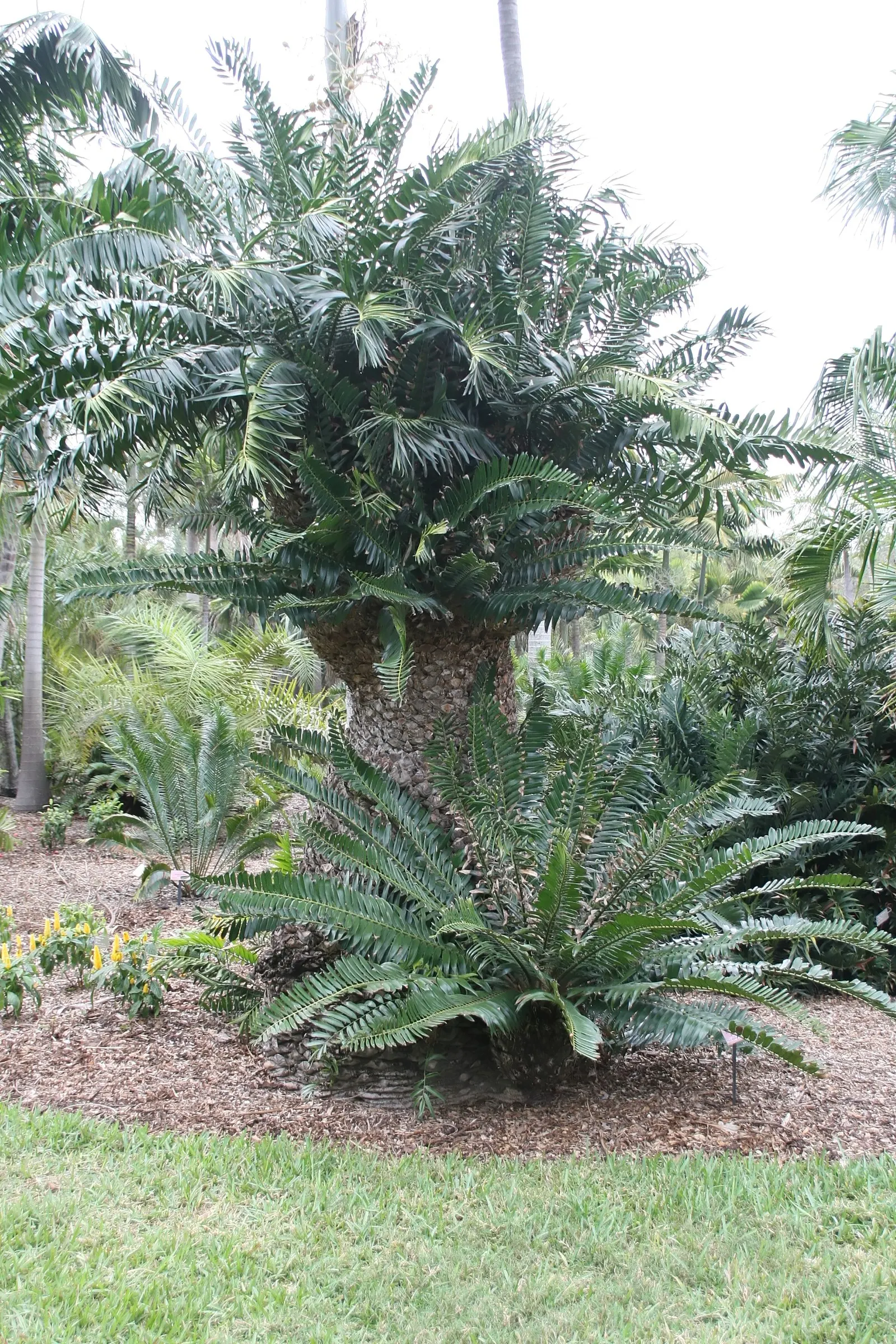 Mulanje Cycad (Encephalartos Gratus) — it is quite drought tolerant