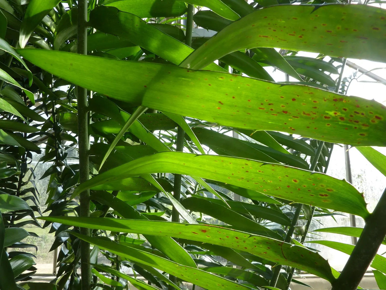 Mulanje Cycad (Encephalartos Gratus) — This low maintenance cycad thrives in USDA zones 9 to 11, preferring well-draining soil and partial shade, image 25