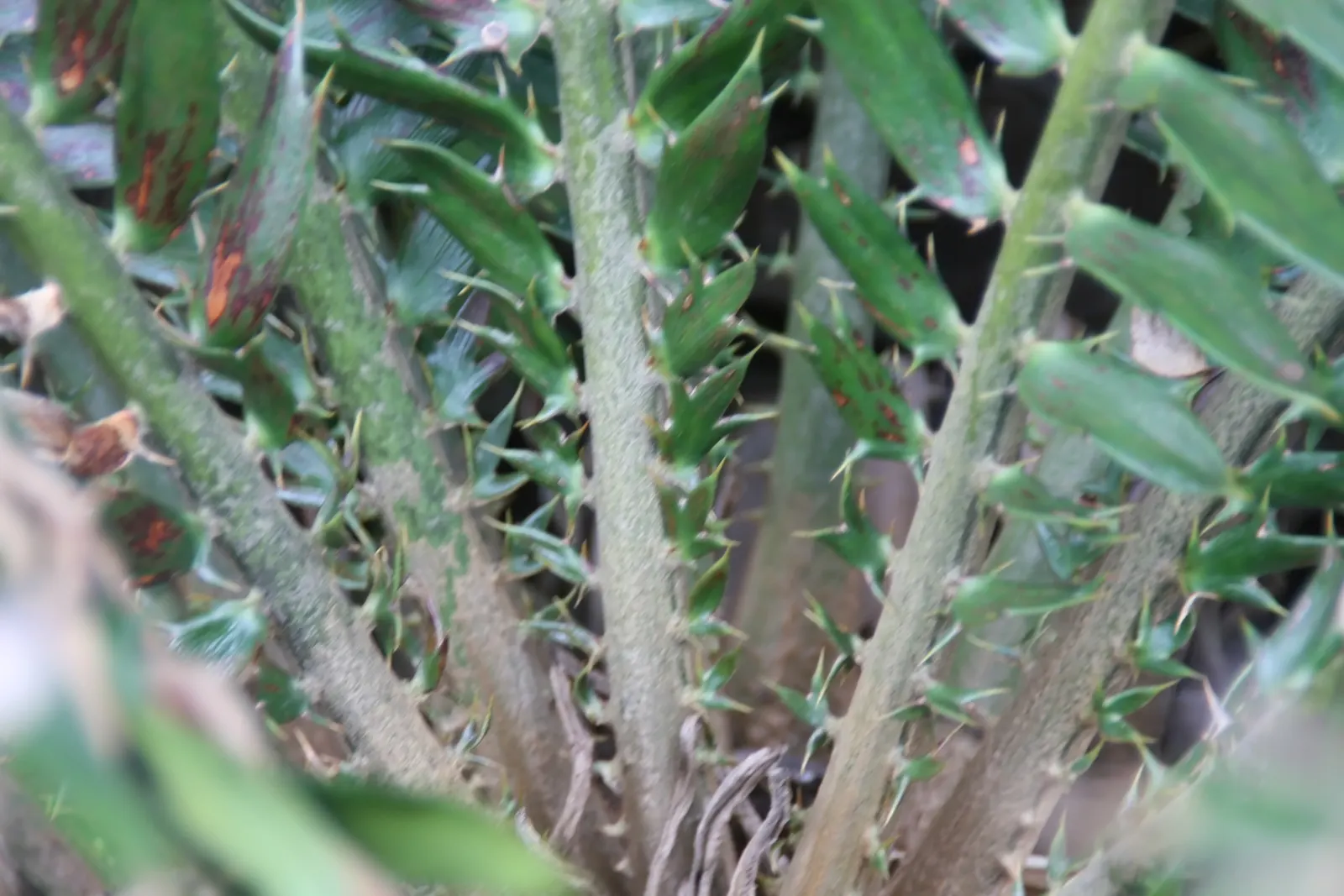 Mulanje Cycad (Encephalartos Gratus) — orange or yellow cones.<br><br>When incorporating the Mulanje Cycad into landscapes