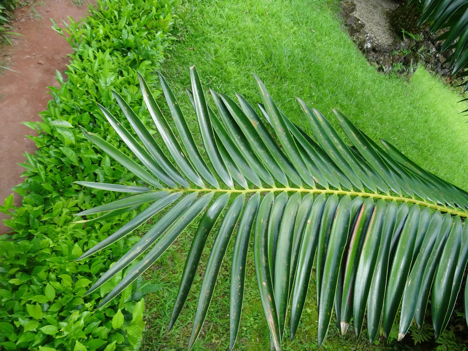 Mulanje Cycad (Encephalartos Gratus) — This low maintenance cycad thrives in USDA zones 9 to 11, preferring well-draining soil and partial shade