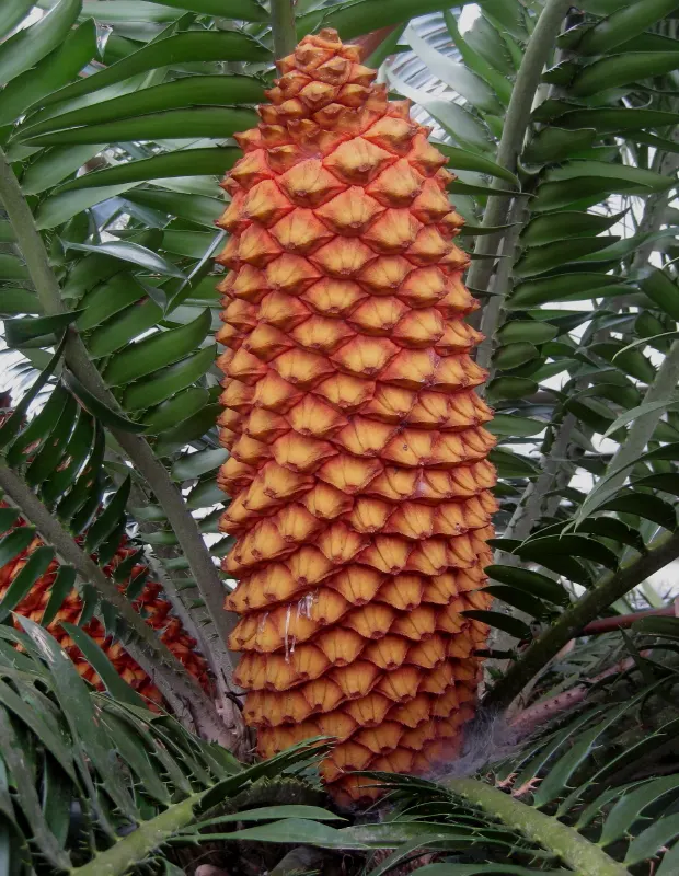 Mulanje Cycad (Encephalartos Gratus) — These pinnate leaves unfurl in a rich, deep green hue, creating a dense, rosette appearance