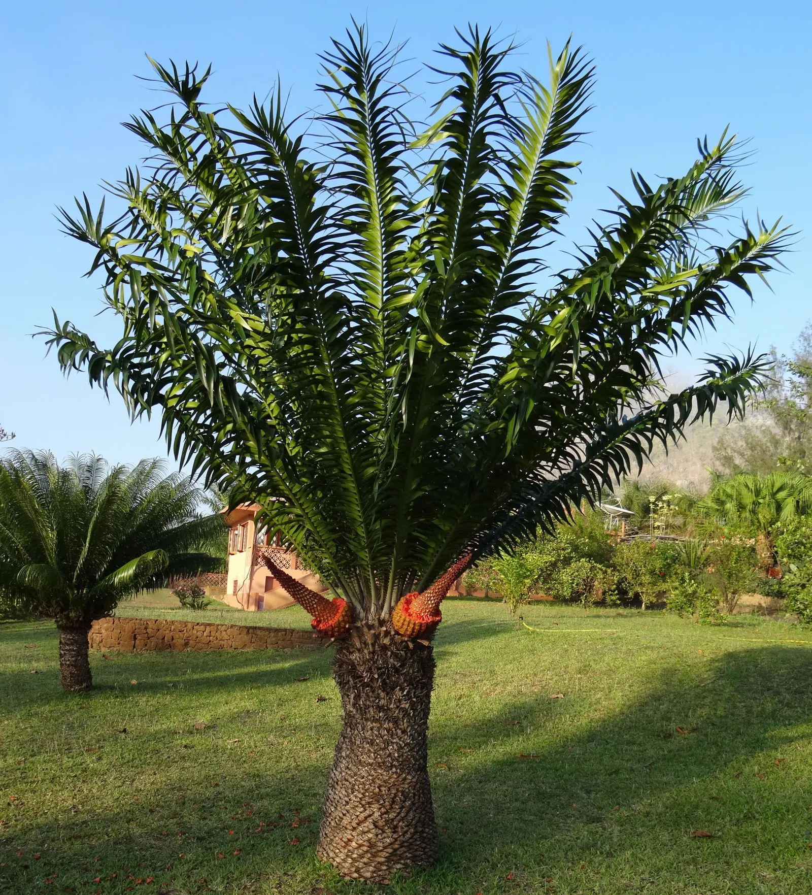 Mulanje Cycad (Encephalartos Gratus) — the Mulanje Cycad can eventually reach a height of 6 to 10 feet tall