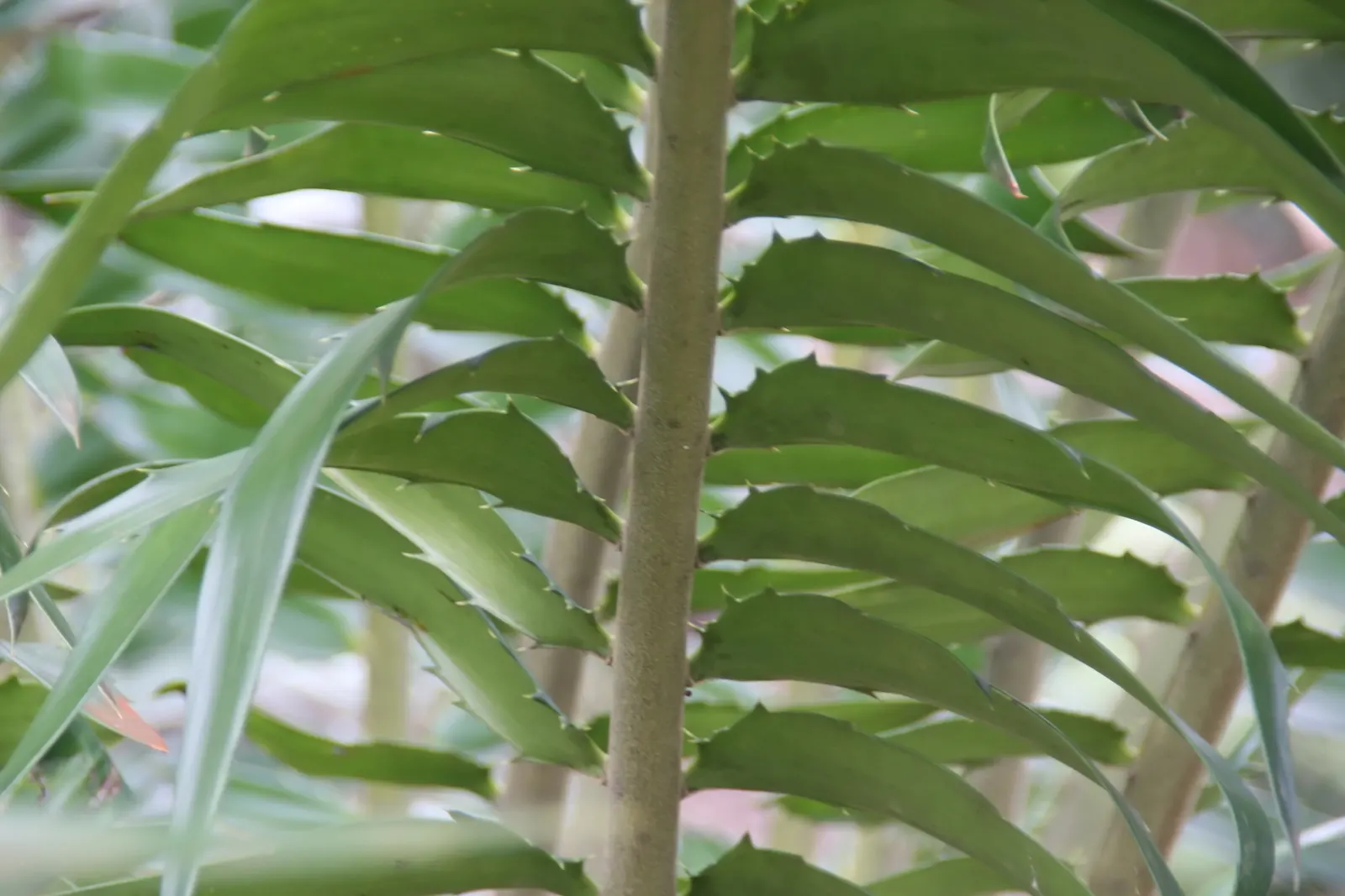 Mulanje Cycad (Encephalartos Gratus) — The plant's crown is composed of stiff, glossy leaves, ranging from 5 to 10 feet in length