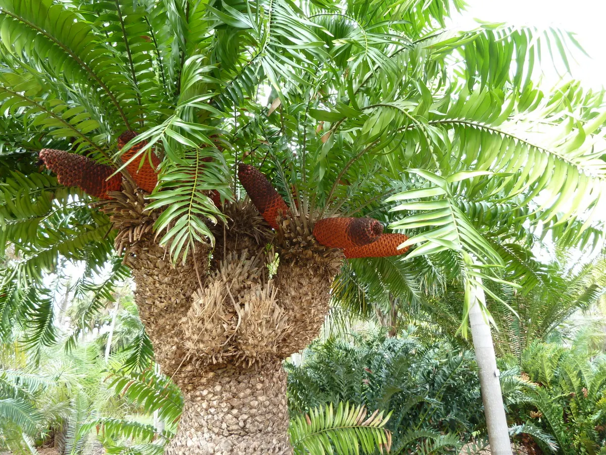 Mulanje Cycad (Encephalartos Gratus) — making it a low-maintenance choice for arid climate gardens