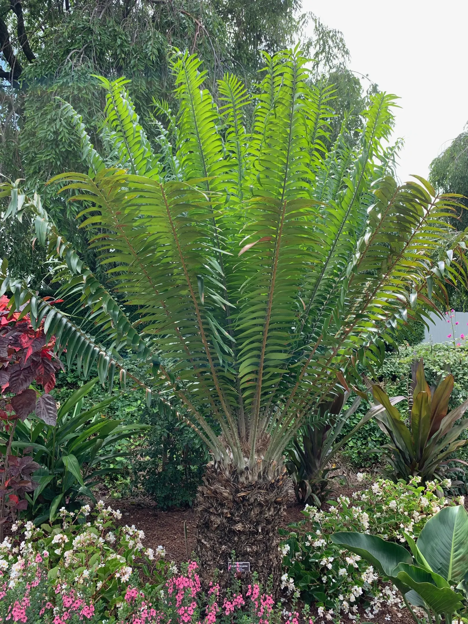 Mulanje Cycad (Encephalartos Gratus) — palm for half