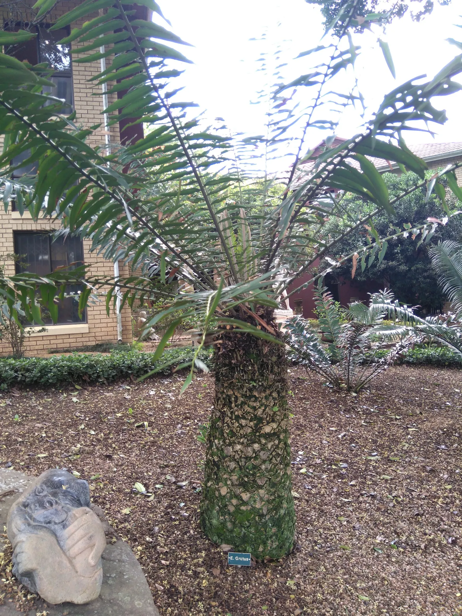 Mulanje Cycad (Encephalartos Gratus) — The Mulanje Cycad (Encephalartos gratus), a majestic and slow-growing plant, adds an exotic prehistoric touch