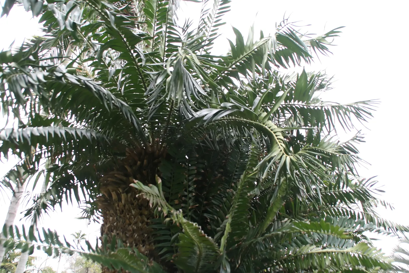 Mulanje Cycad (Encephalartos Gratus) — It features a sturdy trunk up to 10 feet tall