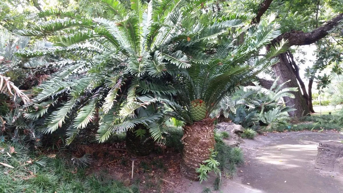 Mulanje Cycad (Encephalartos Gratus) — Keep in mind that all parts of this plant are toxic if ingested