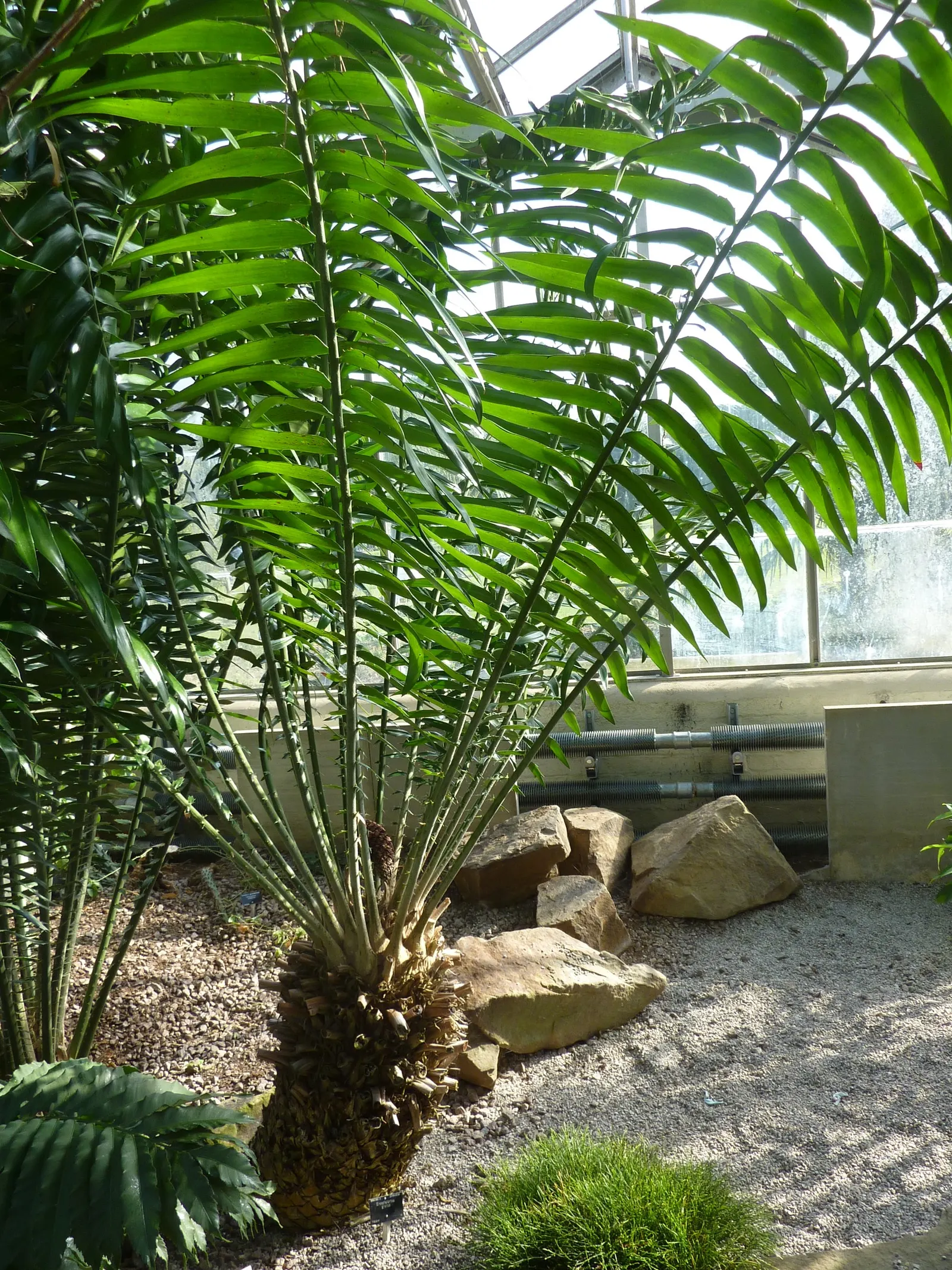 Mulanje Cycad (Encephalartos Gratus) — topped with a lush crown of arching pinnate leaves stretching up to 5 feet long; orange or yellow cones.<br><br>When