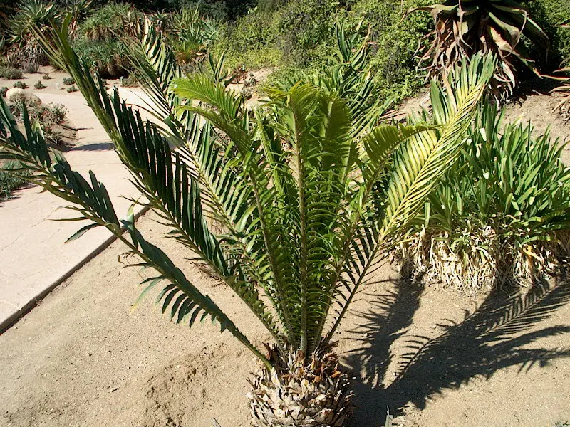 Mulanje Cycad (Encephalartos Gratus) — scientifically known as Encephalartos gratus