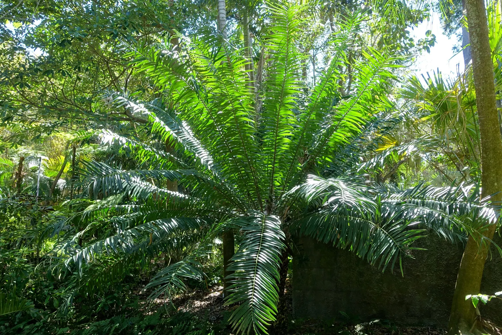 Mulanje Cycad (Encephalartos Gratus) — Ideal for focal points in temperate landscapes or as a striking container specimen