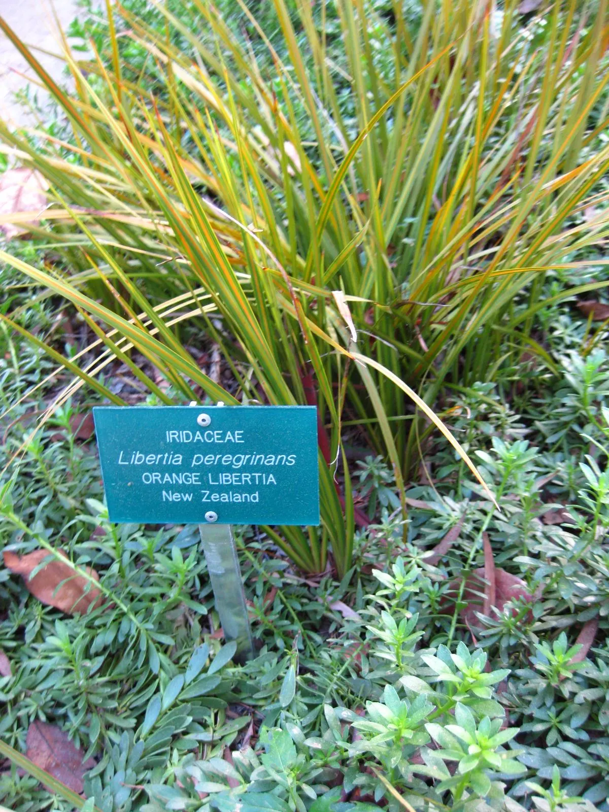 Orange Libertia (Libertia Peregrinans) — It thrives in USDA hardiness zones 8 through 10, preferring full sun to partial shade conditions