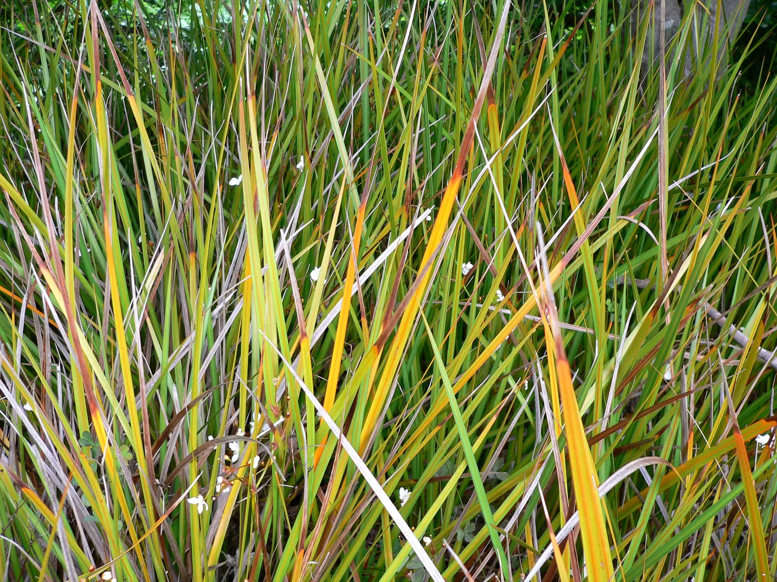 Orange Libertia (Libertia Peregrinans) — The plant's upright fans of narrow