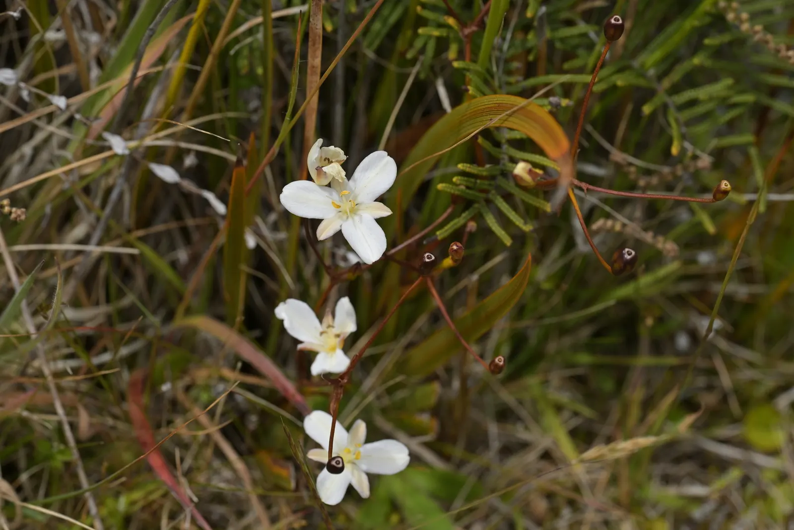 Orange Libertia (Libertia Peregrinans) — which can especially set fire to the design when backlit by the sun