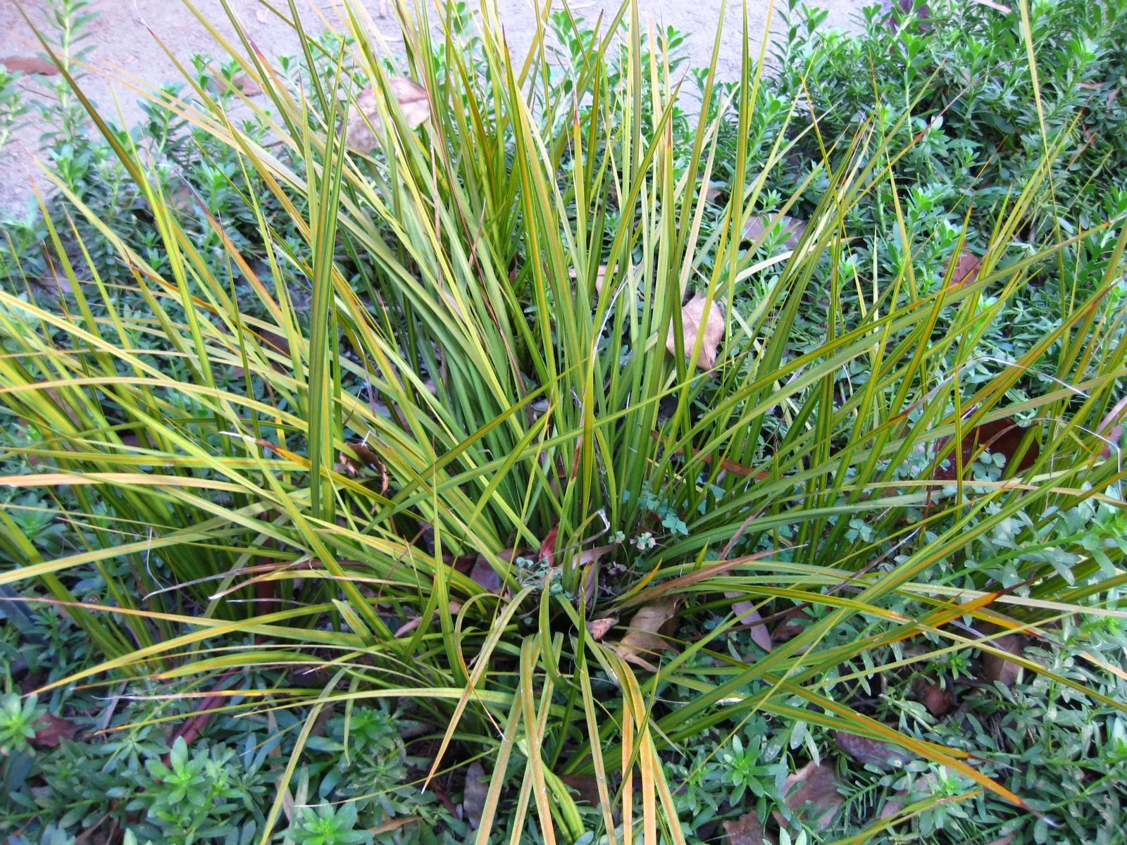 Orange Libertia (Libertia Peregrinans) — Ideal for modern and xeriscape gardens, it adds year-round color and textural interest