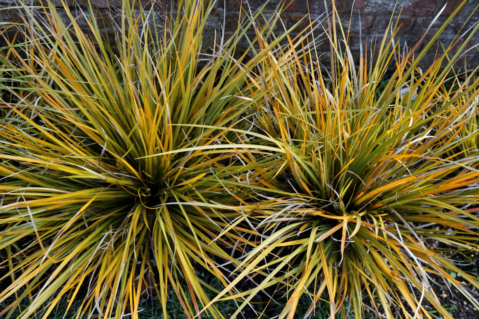 Orange Libertia (Libertia Peregrinans) — is an evergreen perennial boasting striking