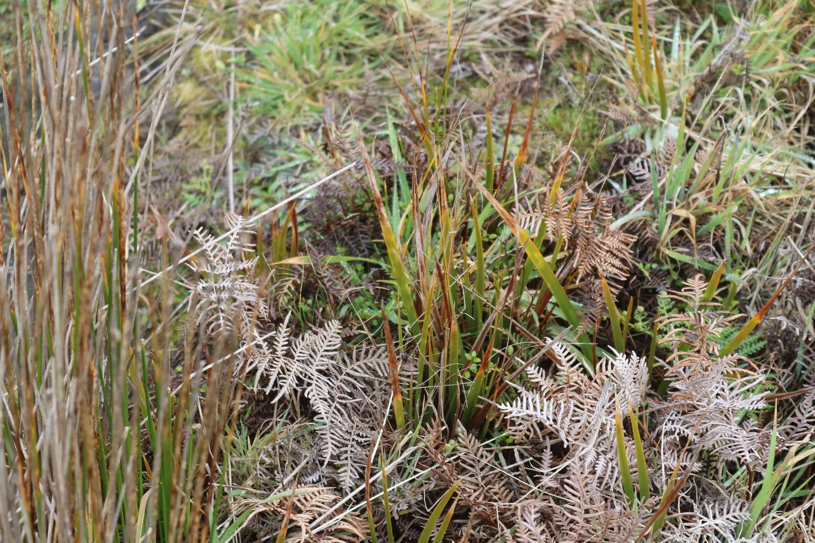 Orange Libertia (Libertia Peregrinans) — narrow orange to bronze-green leaves