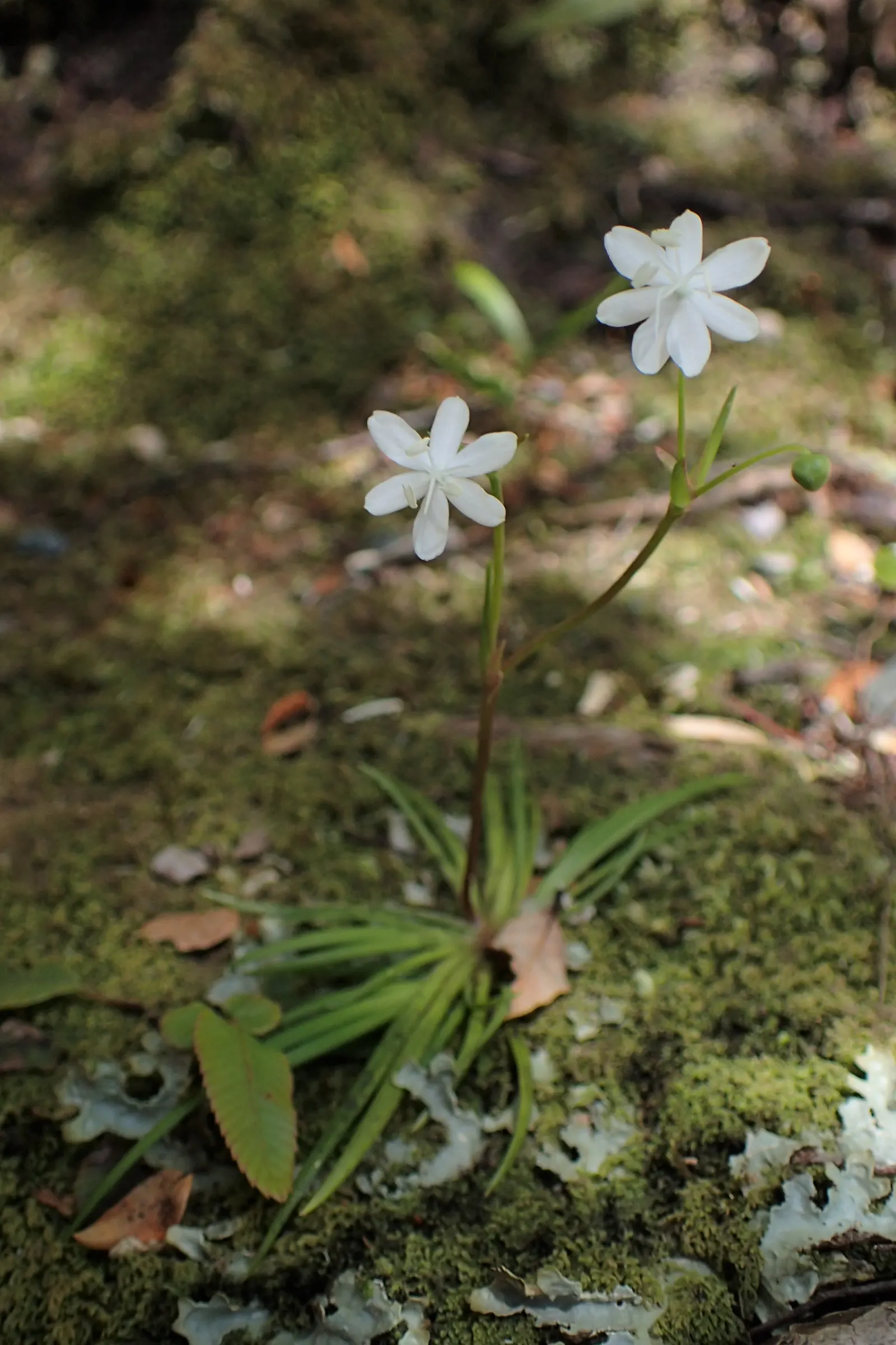 Orange Libertia (Libertia Peregrinans) — sword-like foliage extend upwards of 18 to 24 inches in height