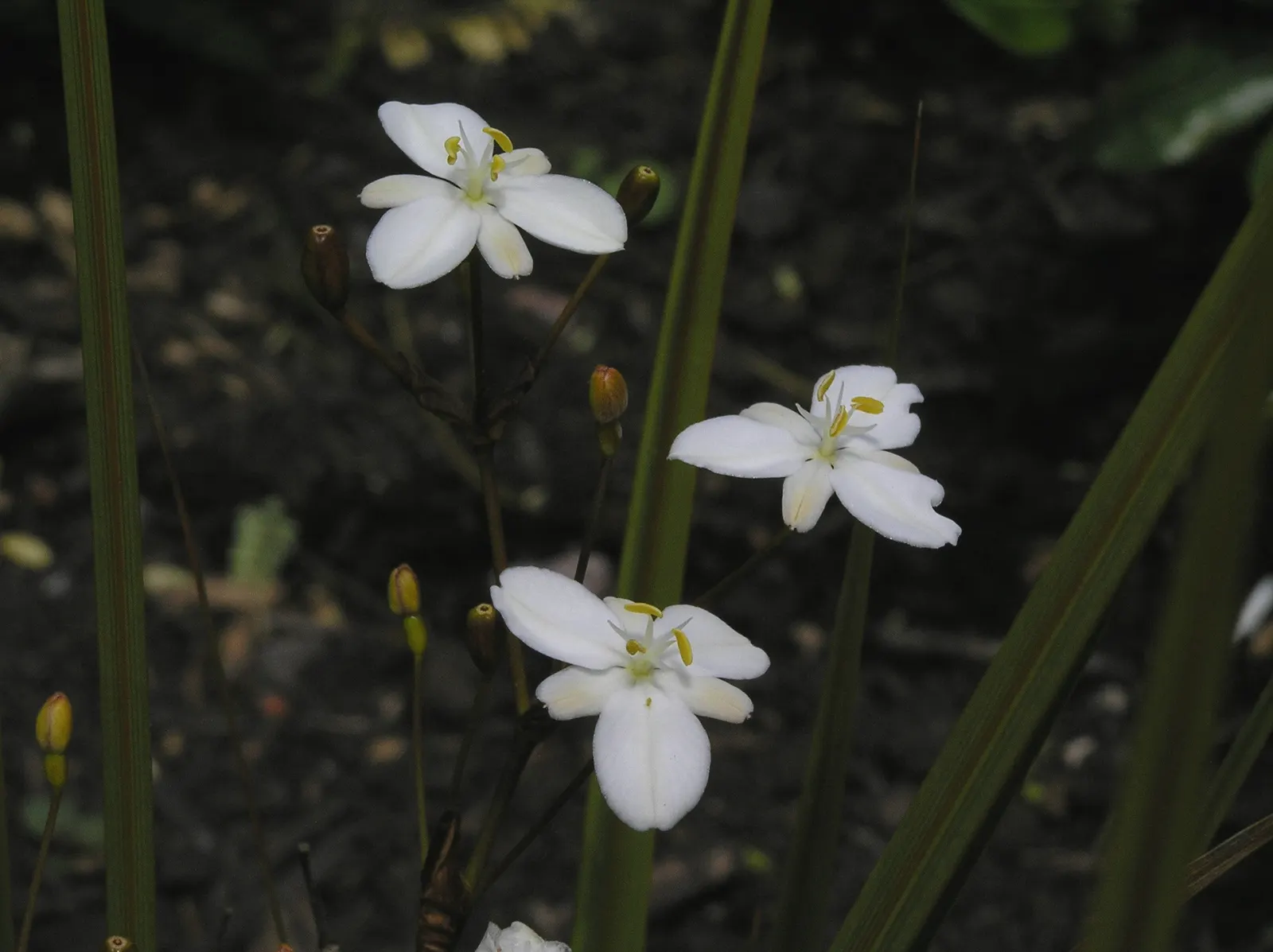 Orange Libertia (Libertia Peregrinans) — creating a delicate contrast against its fiery foliage