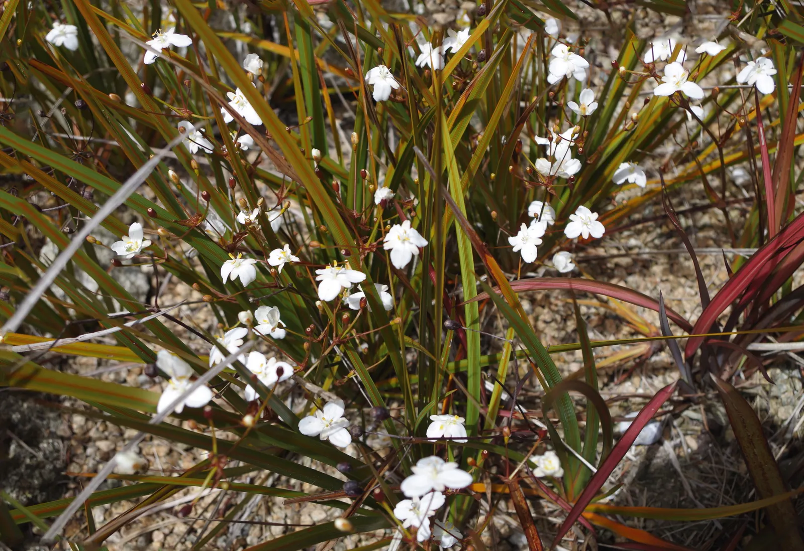 Orange Libertia (Libertia Peregrinans) — commonly known as Orange Libertia