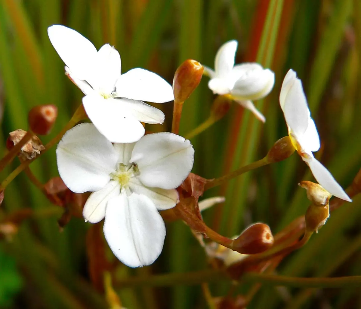 Orange Libertia (Libertia Peregrinans) — iris-like blossoms emerge in late spring to early summer