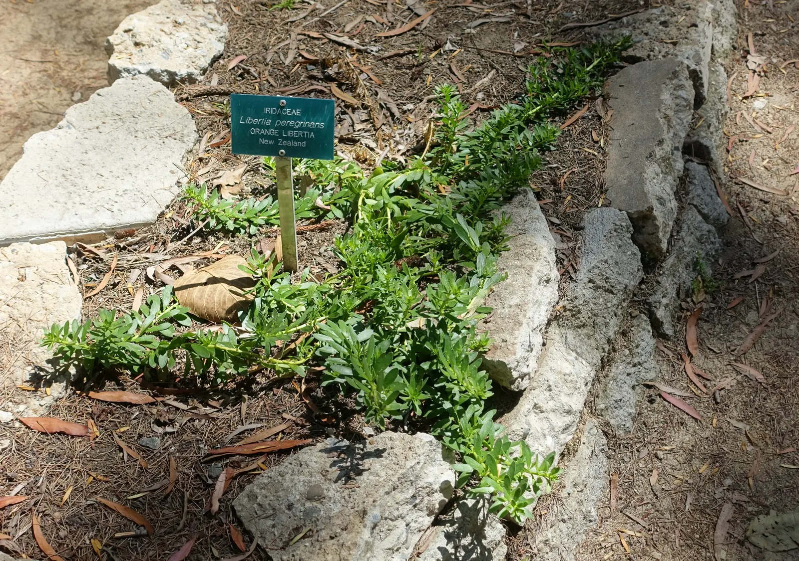 Orange Libertia (Libertia Peregrinans) — reaching up to 18 inches tall and wide