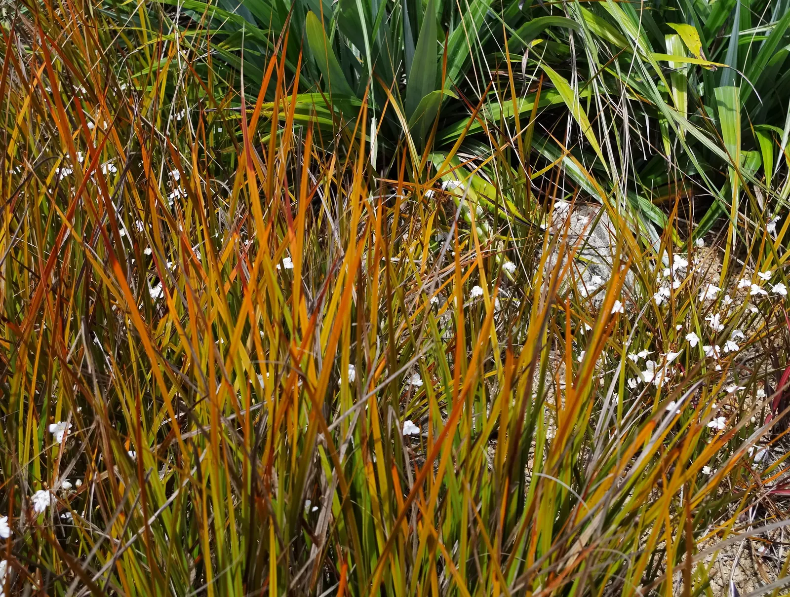 Orange Libertia (Libertia Peregrinans) — it thrives in full sun to light shade in well-drained soil