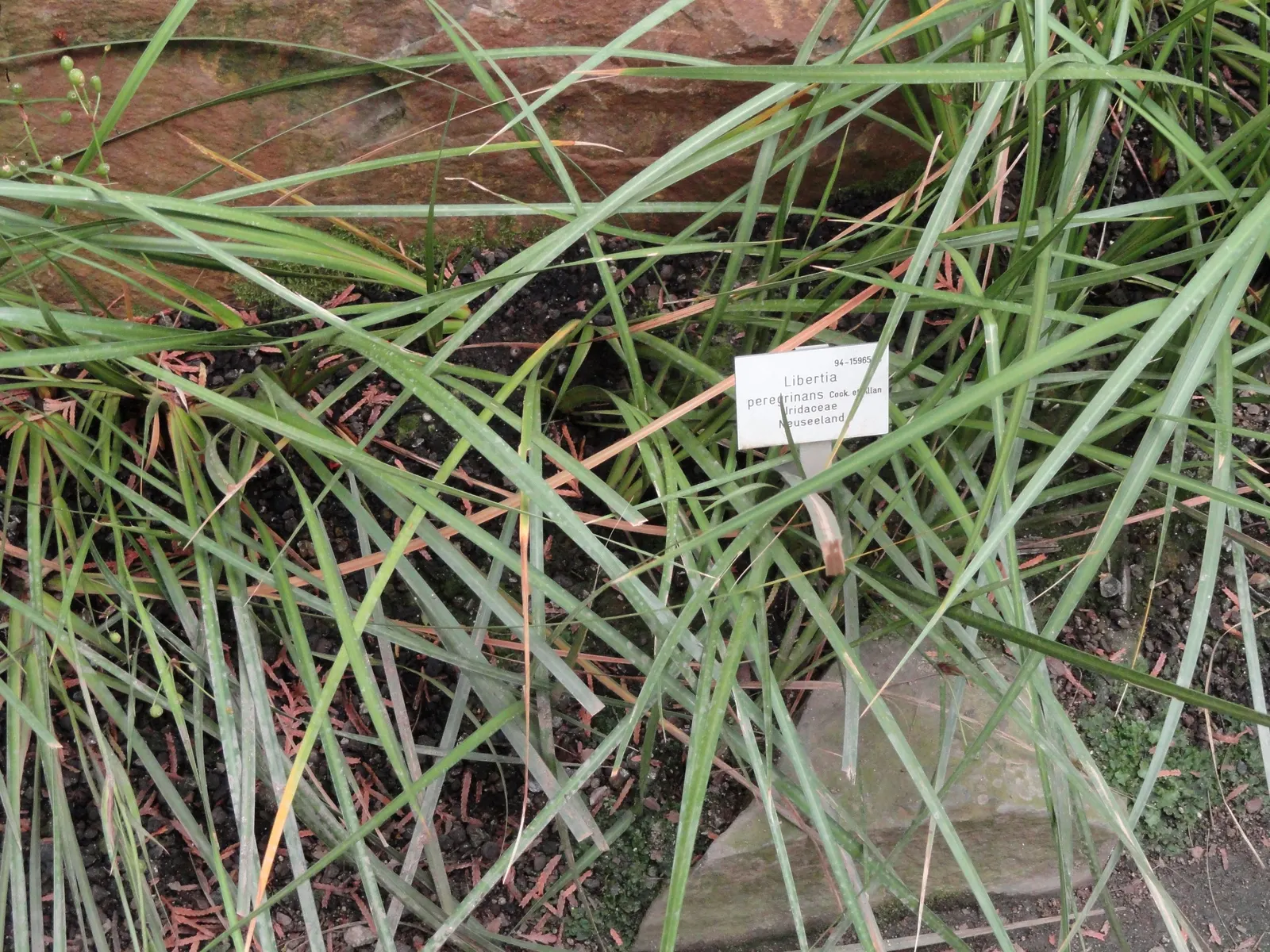 Orange Libertia (Libertia Peregrinans) — Drought-tolerant once established and requiring low maintenance
