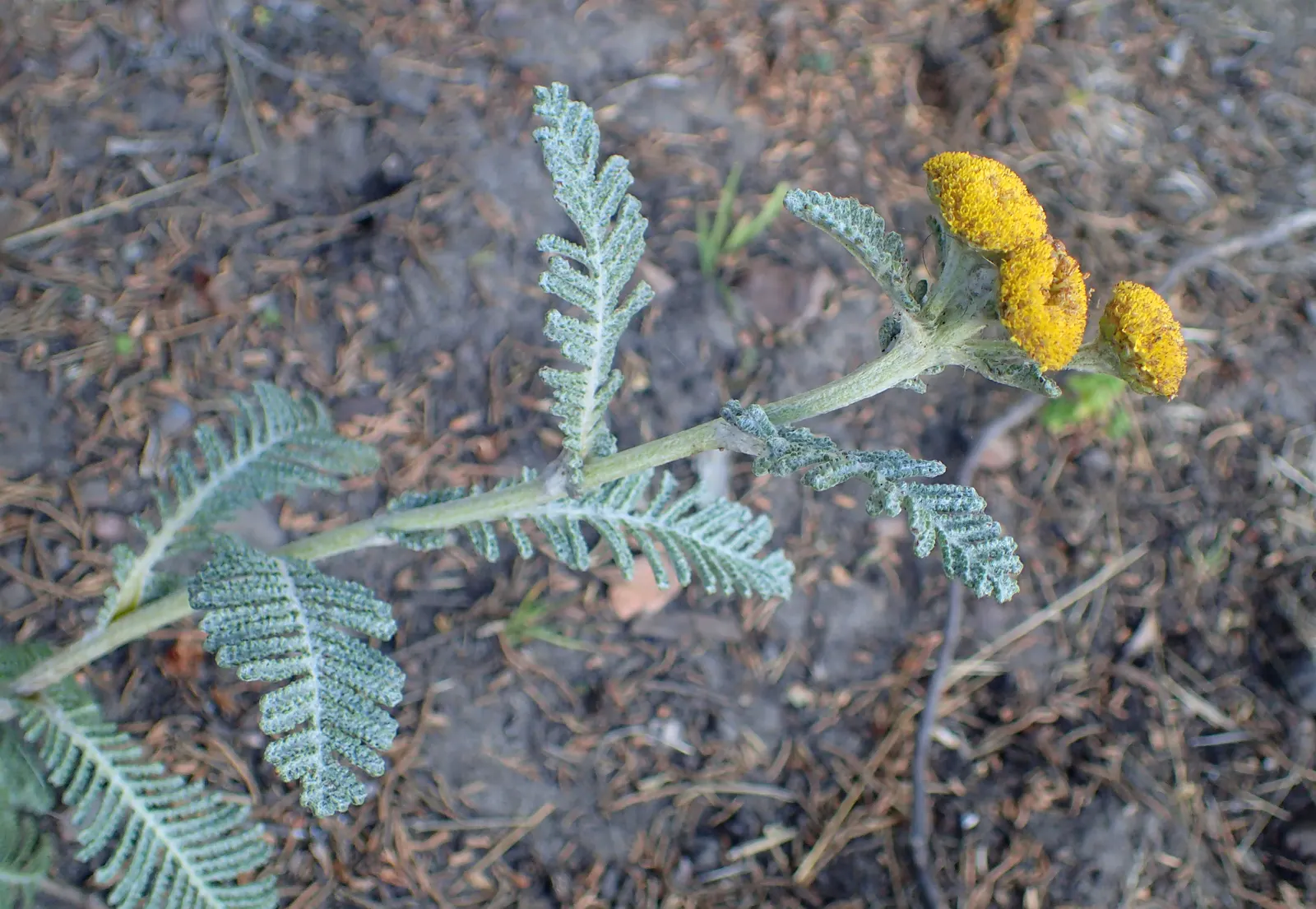 Camphor Dune Tansy (Tanacetum Camphoratum) — This tansy thrives in well-drained soil and full sun