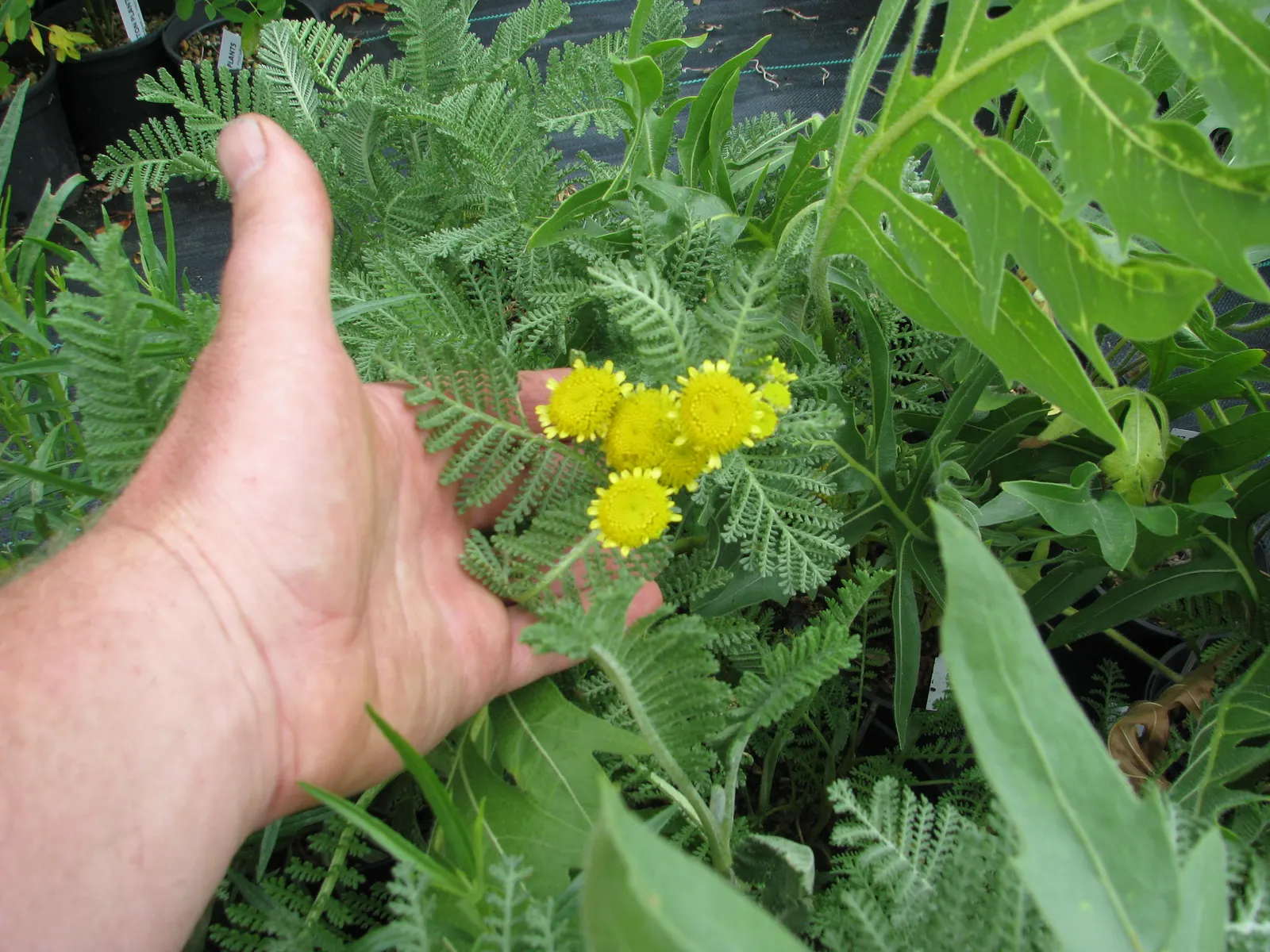Camphor Dune Tansy (Tanacetum Camphoratum) — Yellow, button-like flowers bloom in late summer, attracting pollinators