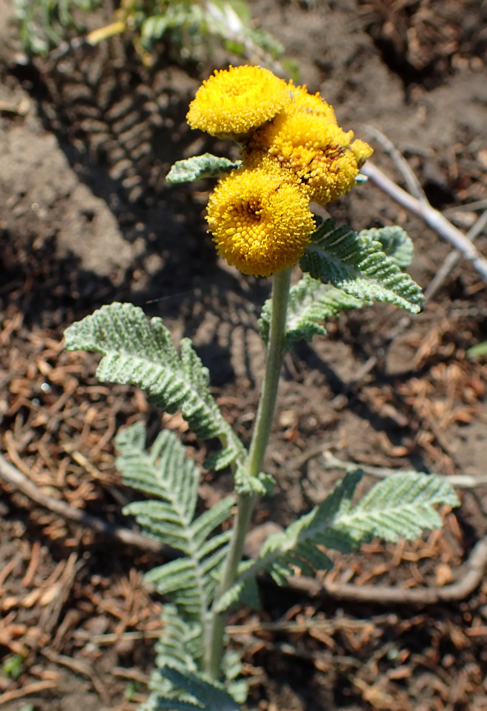 Camphor Dune Tansy (Tanacetum Camphoratum) — is a perennial herb coveted for its aromatic