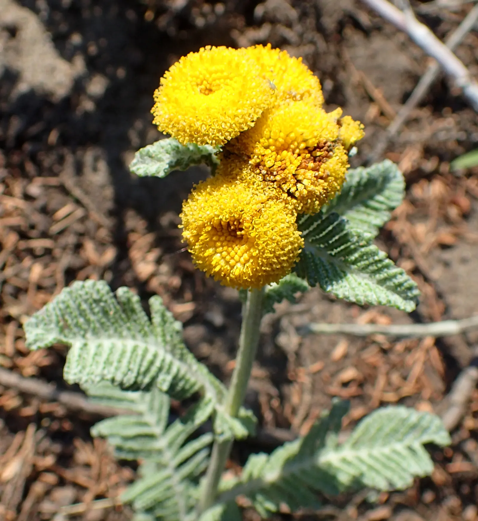 Camphor Dune Tansy (Tanacetum Camphoratum) — It reaches up to 2 feet in height and spreads approximately 3 feet, offering a dense, feathery texture