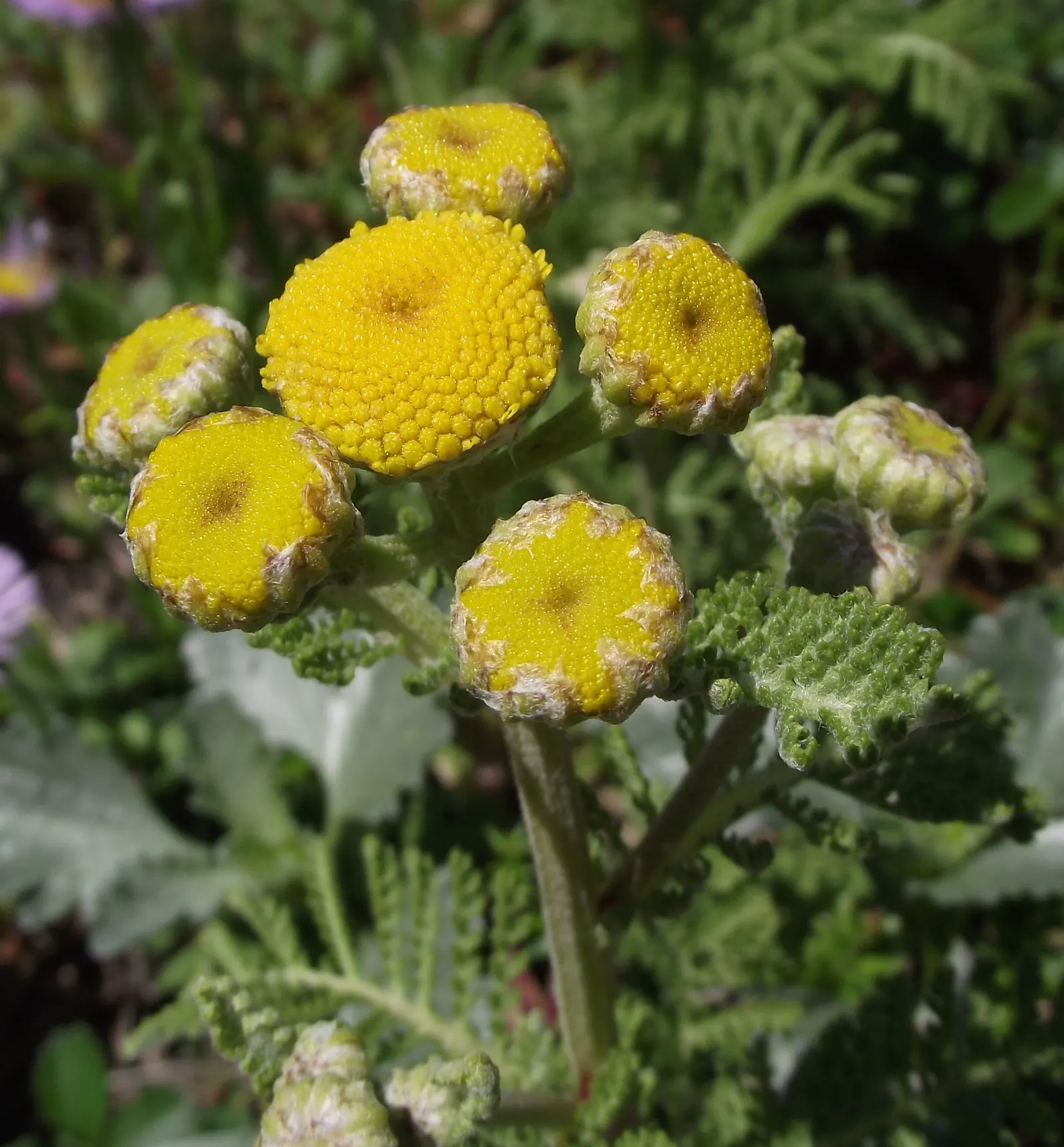 Camphor Dune Tansy (Tanacetum Camphoratum) — Its drought tolerance makes it an excellent choice for xeriscaping in USDA zones 3-9