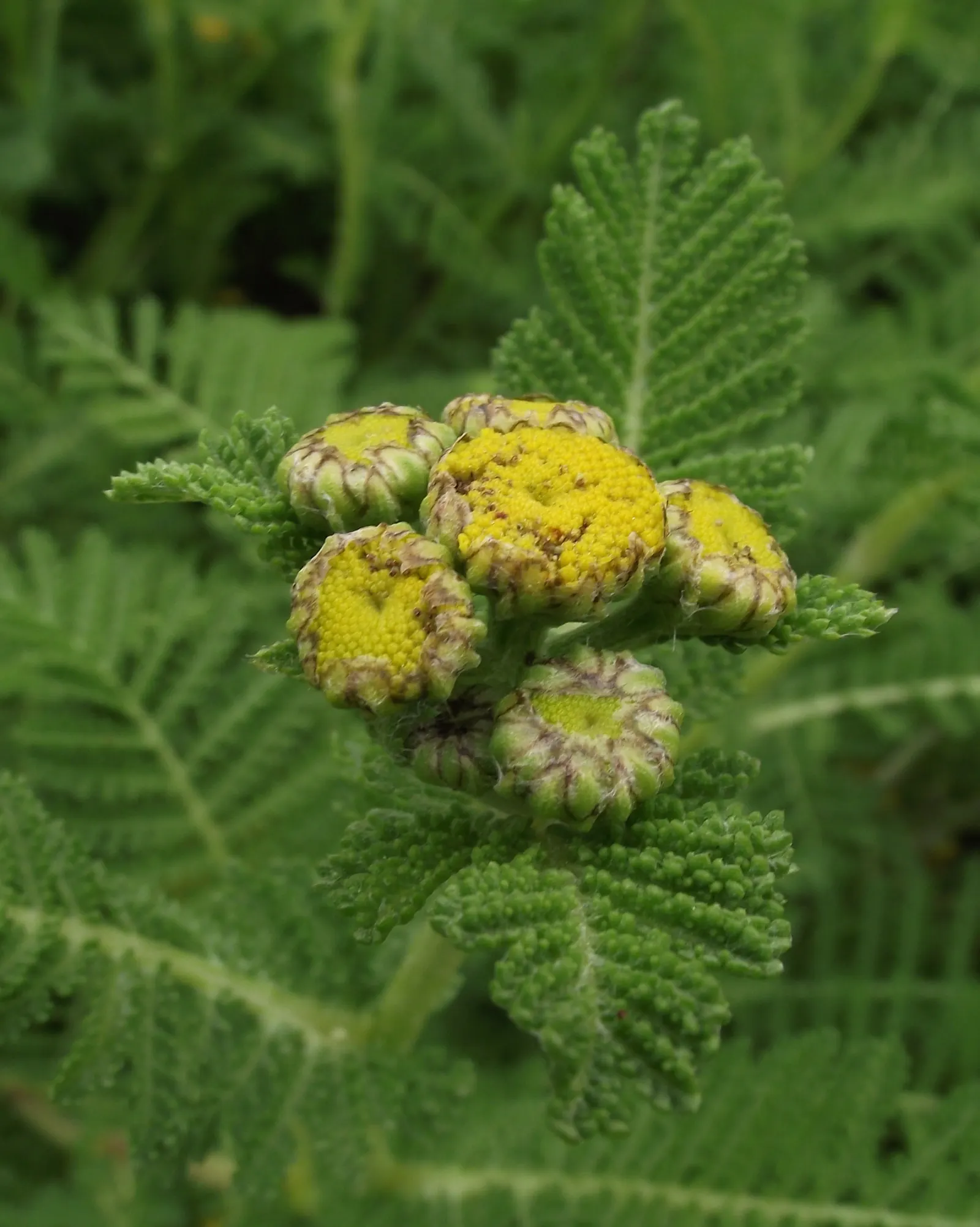 Camphor Dune Tansy (Tanacetum Camphoratum) — known scientifically as Tanacetum camphoratum