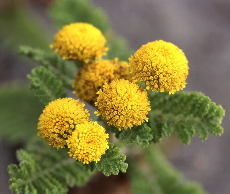 Camphor Dune Tansy (Tanacetum Camphoratum) — is a hardy perennial that brings an aromatic presence to any garden design
