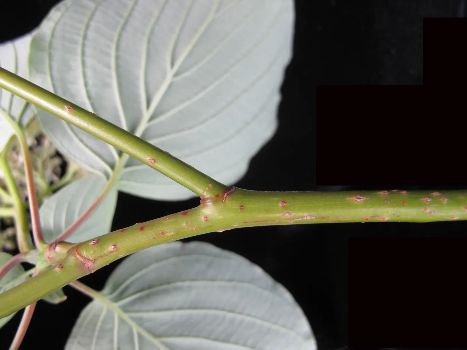 Pagoda Dogwood (Cornus Alternifolia) — suggestive of the tiers of a pagoda