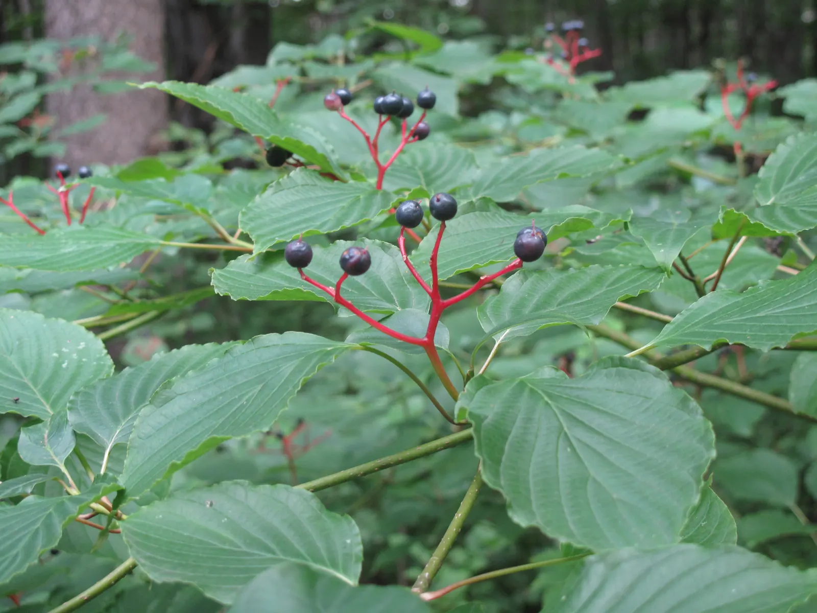 Pagoda Dogwood (Cornus Alternifolia) — It offers fragrant white flowers in late spring, followed by blue-black berries; organically-rich soils with a slightly