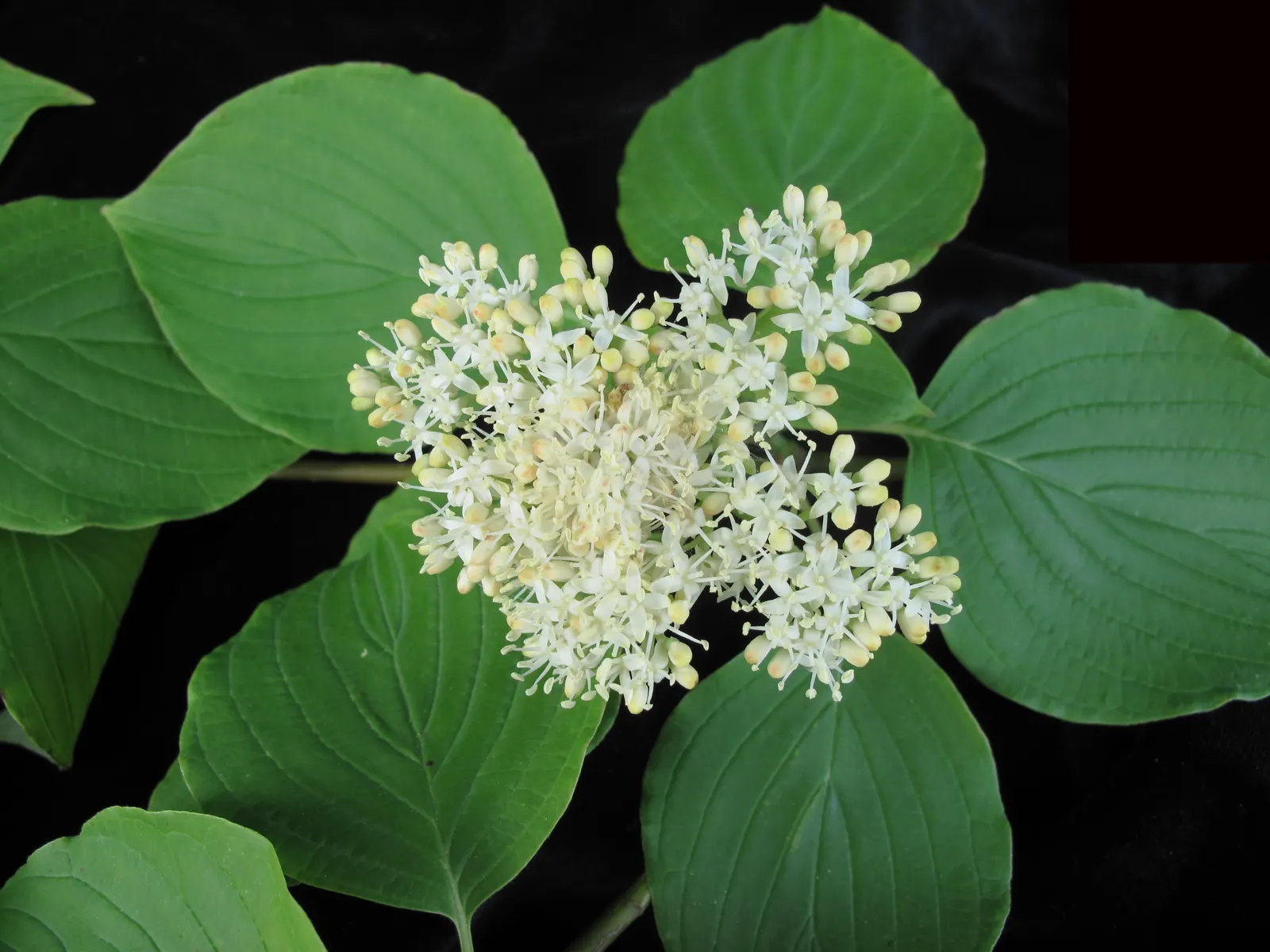 Pagoda Dogwood (Cornus Alternifolia) — suggestive of the tiers of a pagoda; manifesting a gracefully rounded, image 52