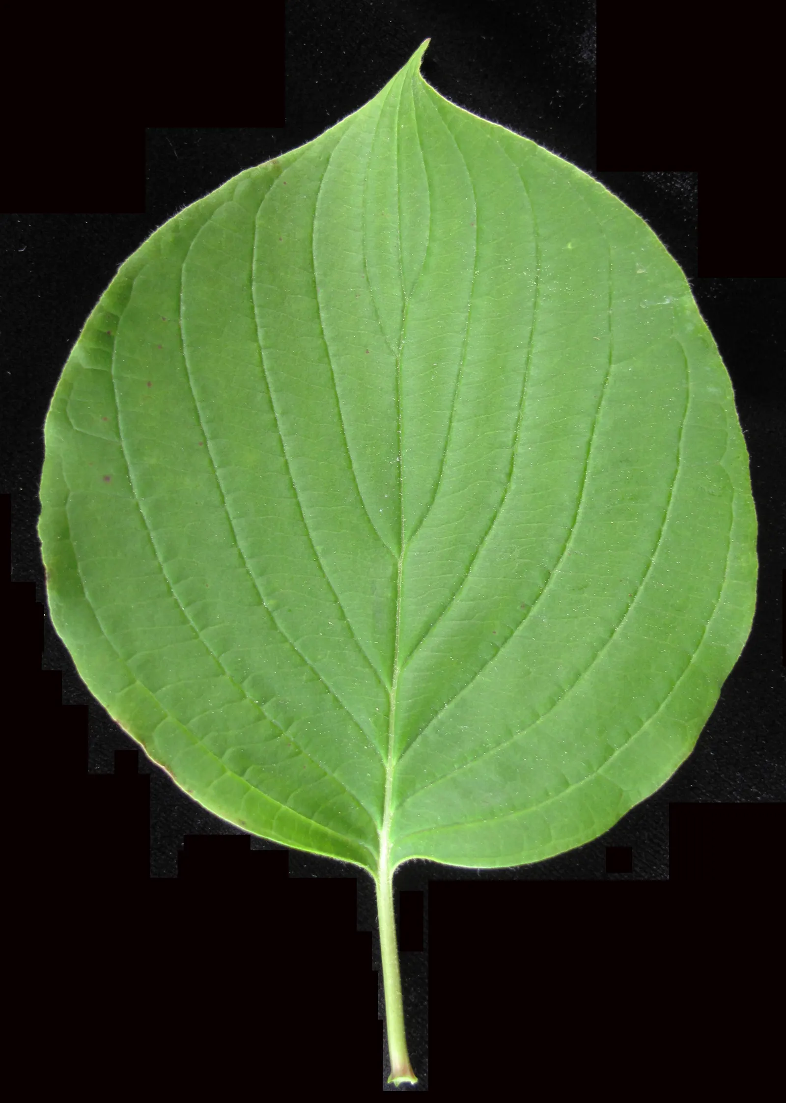 Pagoda Dogwood (Cornus Alternifolia) — Hardy in USDA zones 3-7, it adds a unique structure to woodland gardens or mixed borders; prefers partial, image 48