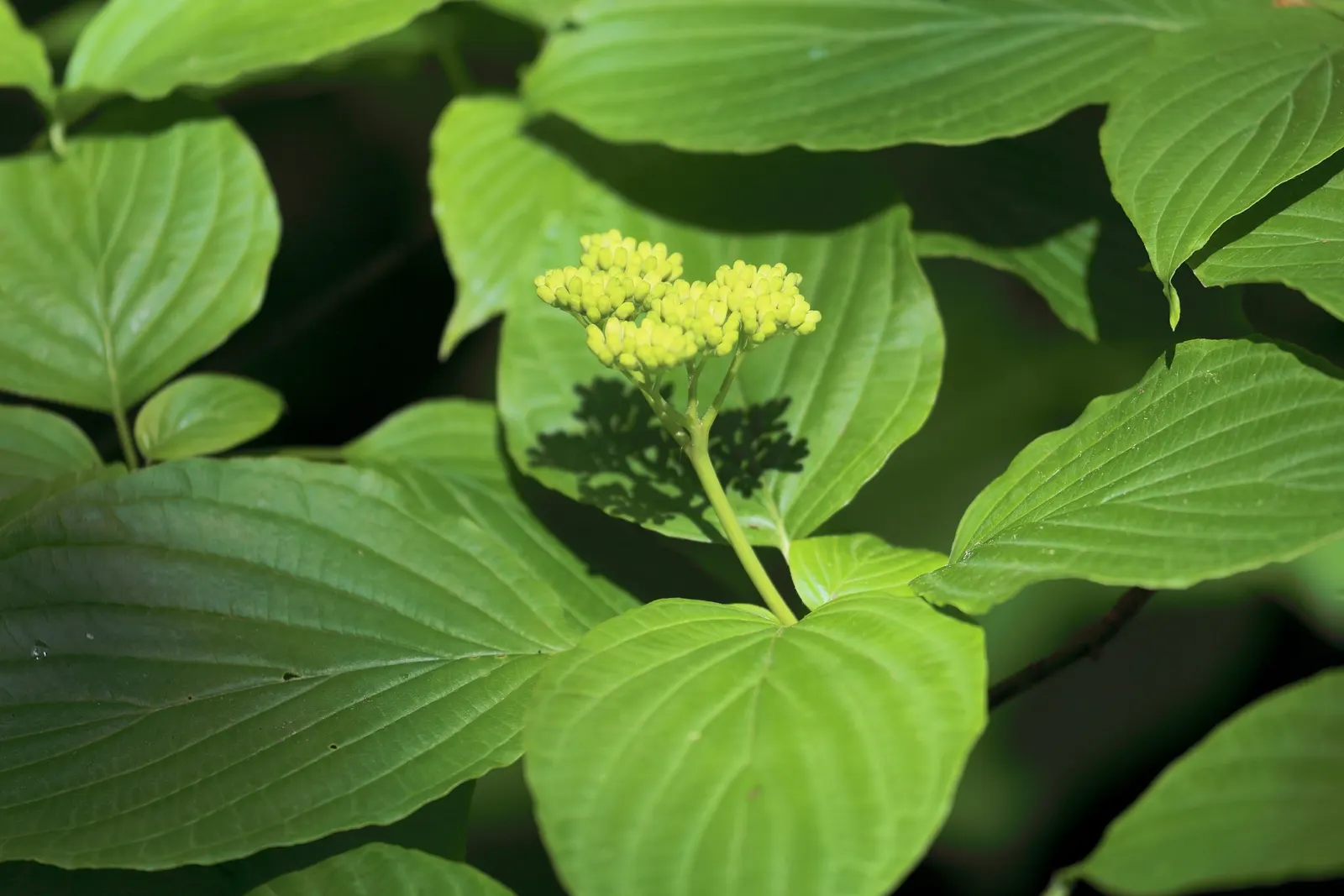 Pagoda Dogwood (Cornus Alternifolia) — These blossoms give way to bluish-black berries in late summer; which can span up to 3 inches across, image 59