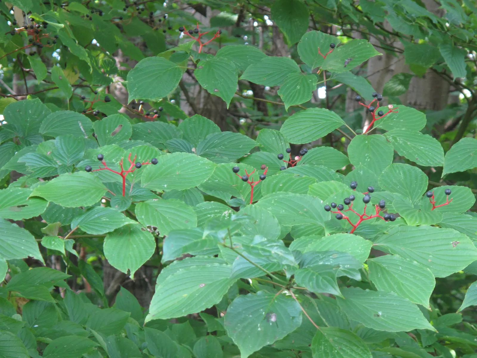 Pagoda Dogwood (Cornus Alternifolia) — organically-rich soils with a slightly acidic to neutral pH; suggestive of the tiers of a pagoda, image 55