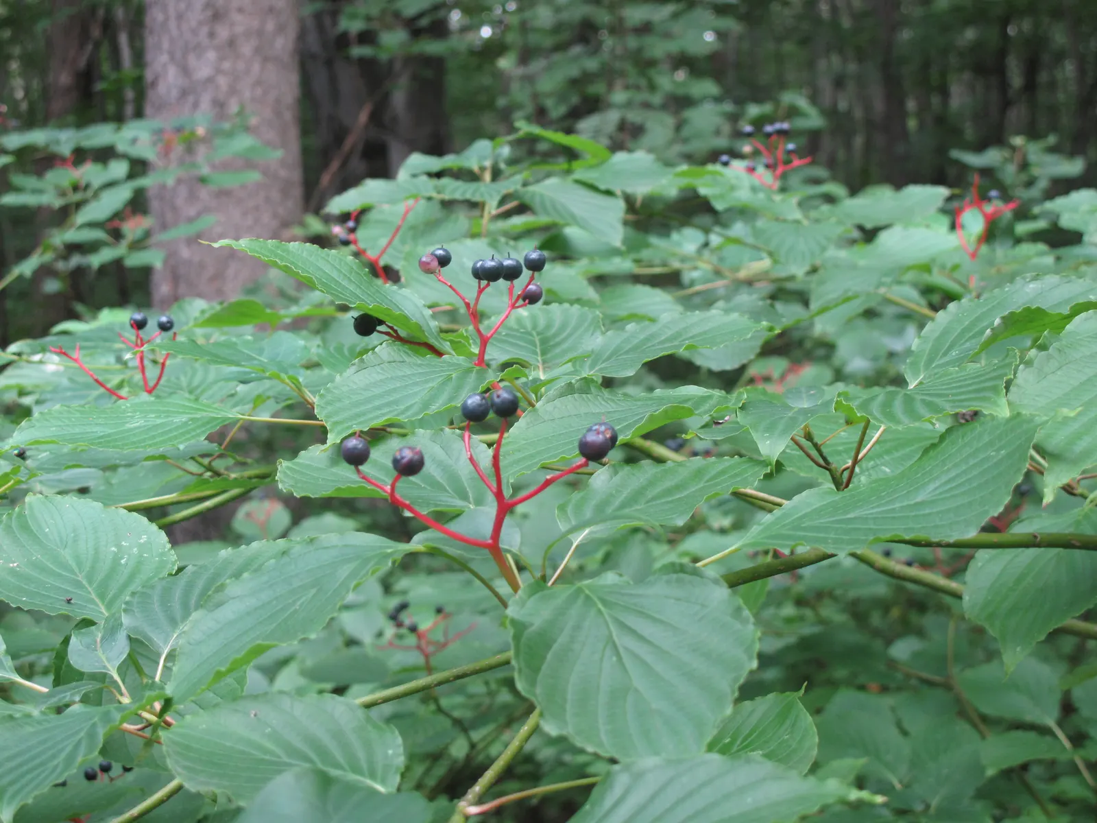 Pagoda Dogwood (Cornus Alternifolia) — It offers fragrant white flowers in late spring, followed by blue-black berries