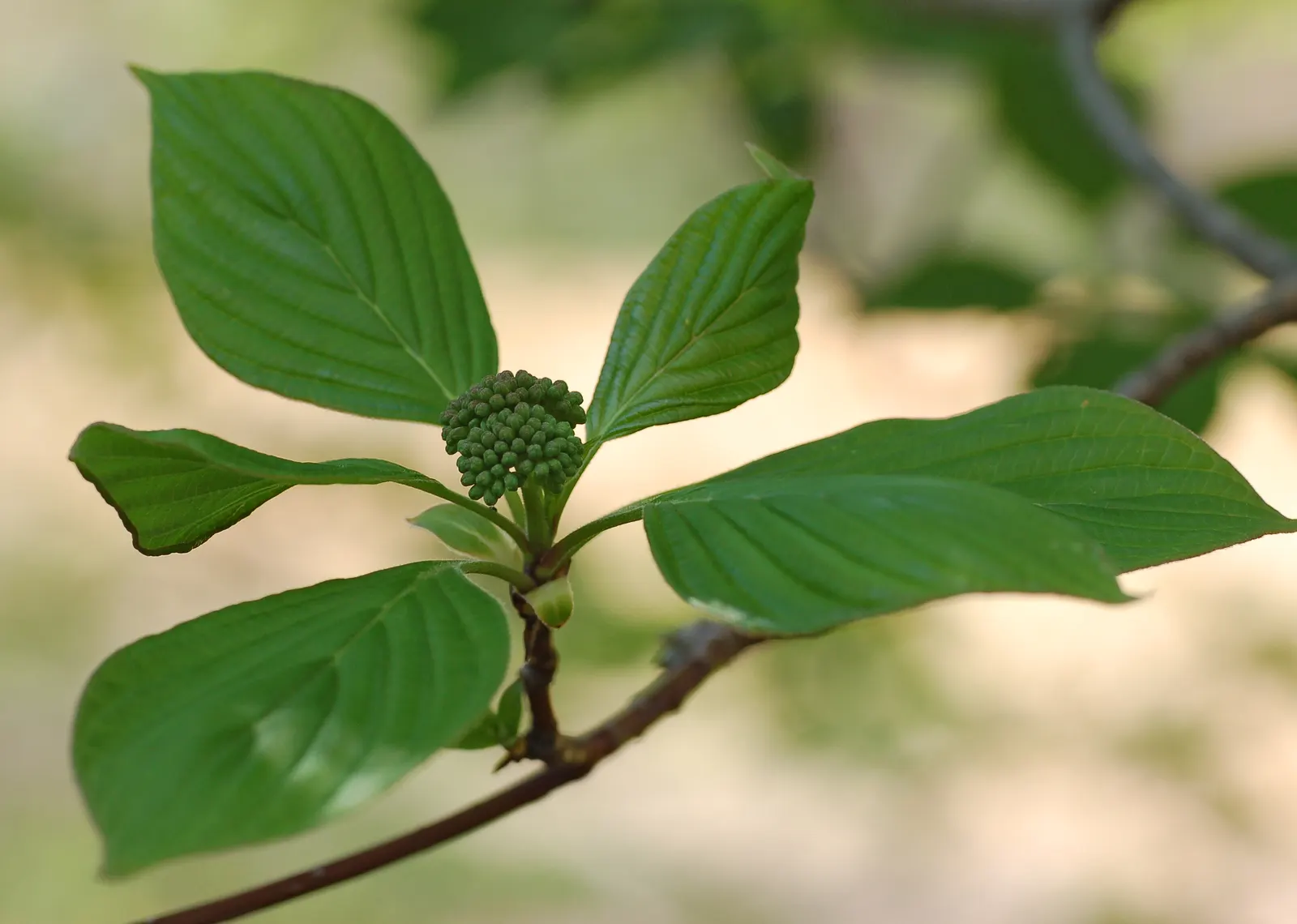 Pagoda Dogwood (Cornus Alternifolia) — which are a food source for birds and other wildlife
