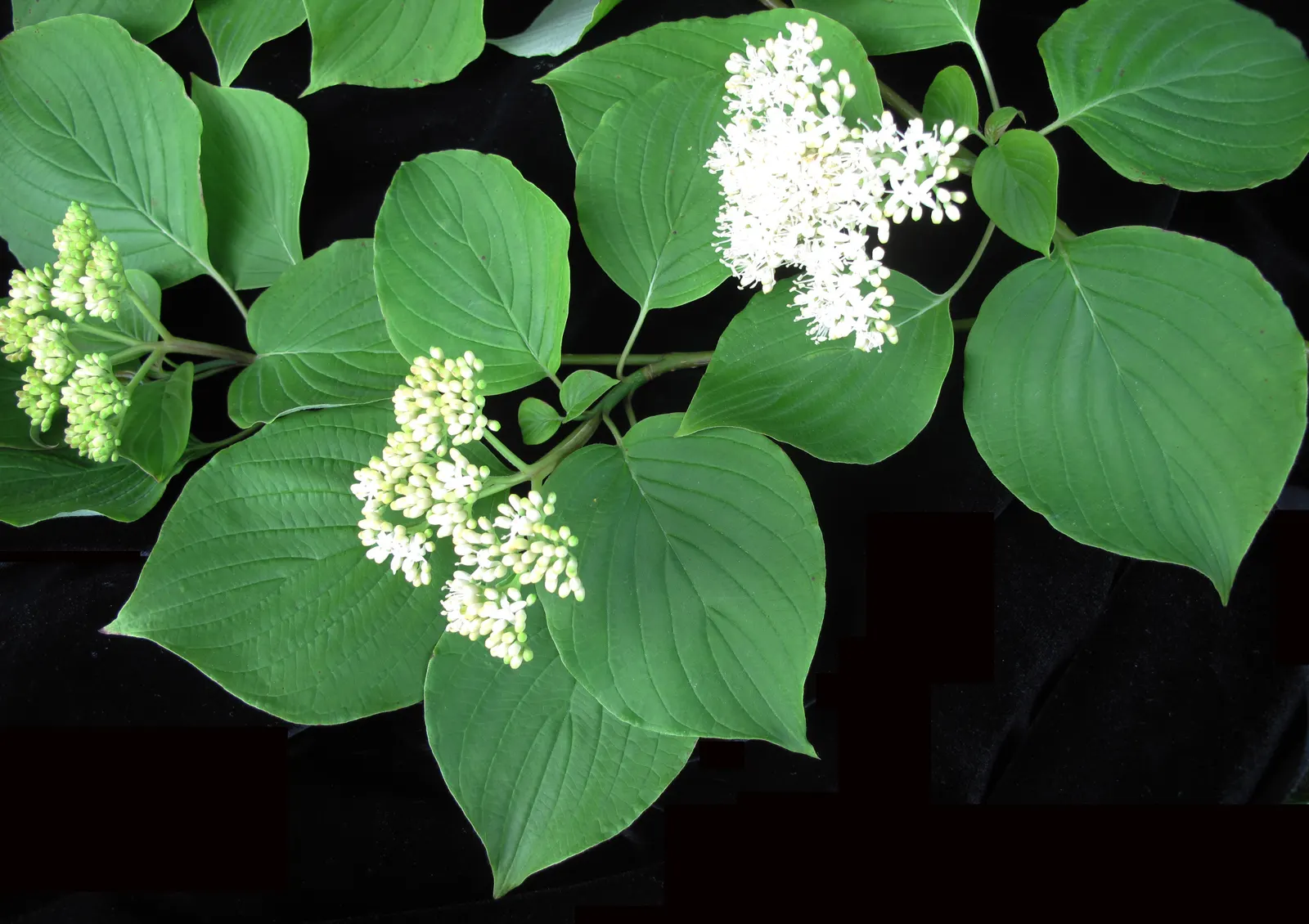 Pagoda Dogwood (Cornus Alternifolia) — white and yellow flowers in the garden; scientifically named Cornus alternifolia