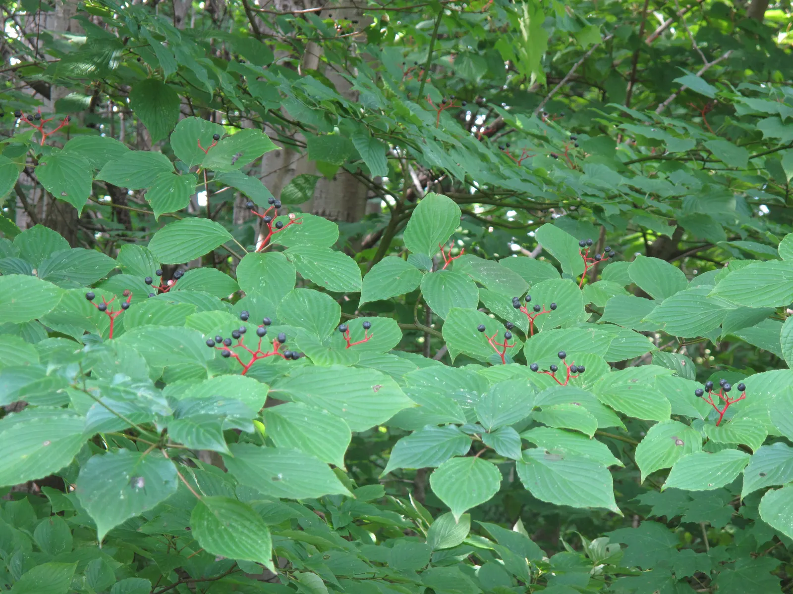 Pagoda Dogwood (Cornus Alternifolia) — providing year-round interest.<br><br>When integrating Cornus alternifolia into a landscape design; small creamy-white