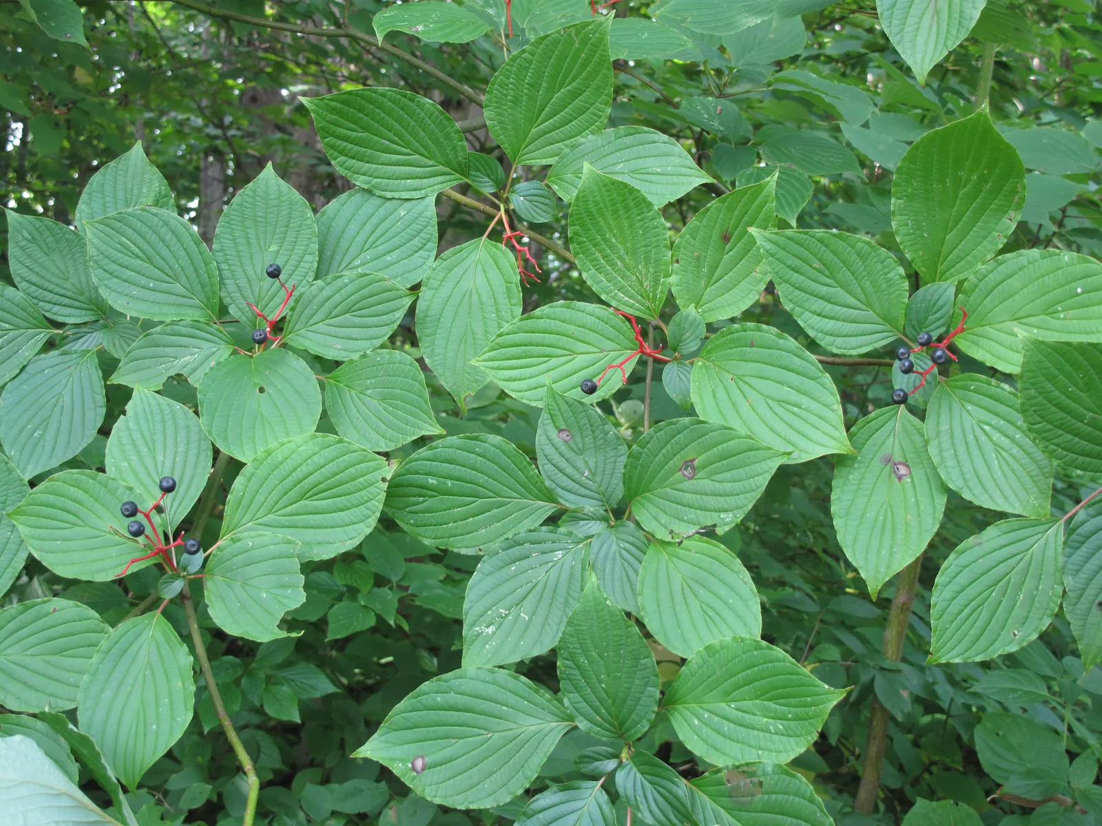Pagoda Dogwood (Cornus Alternifolia) — It offers fragrant white flowers in late spring, followed by blue-black berries; organically-rich soils with, image 68